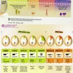 temps de cuisson des oeufs